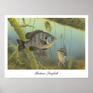 Relieb Sunfish Painting Poster