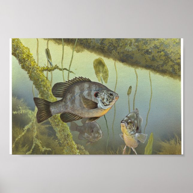 Relieb Sunfish Poster (Vorne)