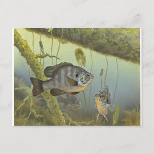 Relieb Sunfish Postkarte