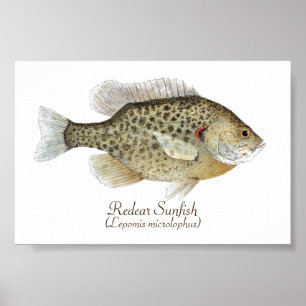 Relieber Sunfish Art Poster