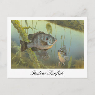 Relieber Sunfish Malerei Postcard Postkarte