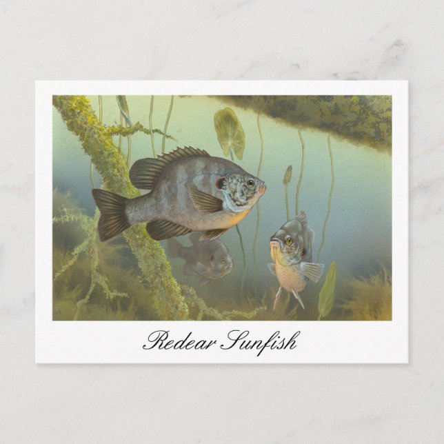 Relieber Sunfish Malerei Postcard Postkarte (Vorderseite)