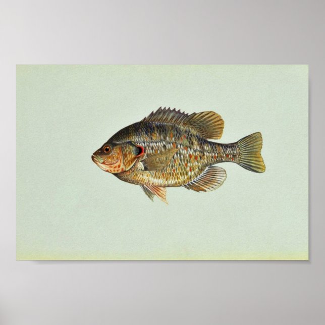 Relieber sunfish poster (Vorne)