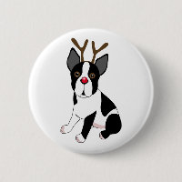 Ren Bostons Terrier