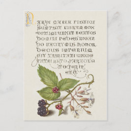 Renaissance BlackBerry Fruit Calligraphy Postkarte