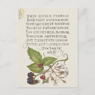 Renaissance-Brombeer-Frucht-Kalligrafie Postkarte