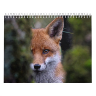 Renard-Kalender, Calendar Fox, Forest Forest Kalender