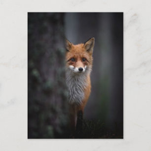 Renard Postkarte
