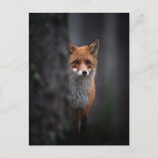 Renard Postkarte (Vorderseite)