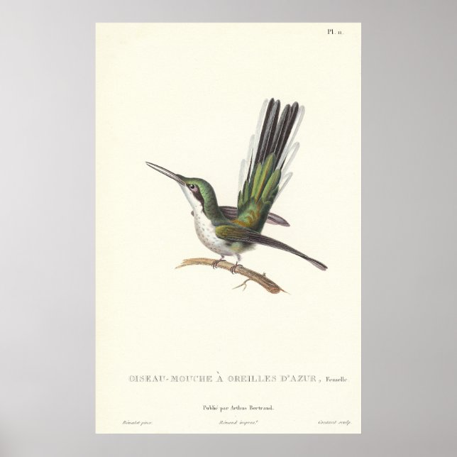 Rene Primevere Lesson - Reproduction Hummingbird Poster (Vorne)