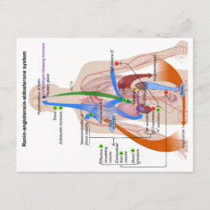 Renin-Angiotensin-System-Diagramm des menschlichen Postkarte