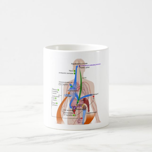 Renin-Angiotensin-System-Diagramm Kaffeetasse (Mittel)