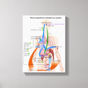 Renin-Angiotensin-System-Diagramm Leinwanddruck