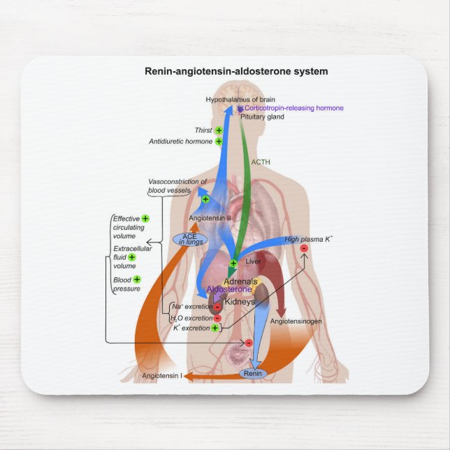 Renin-Angiotensin-System-Diagramm Mousepad (Vorne)