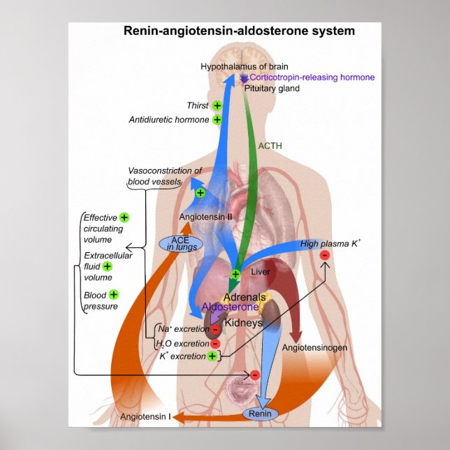 Renin-Angiotensin-System-Diagramm Poster (Vorne)