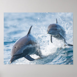 Rennende Großtümmler-Duo Büro und Wohnheim Poster