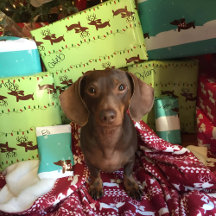Rentier Dackel Weihnachtsgeschenk Wrapping Paper