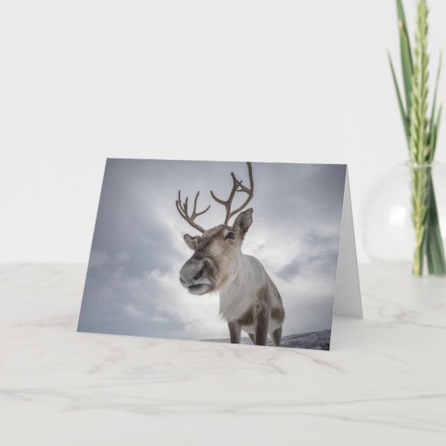 Rentier Foto Karte (Vorderseite)