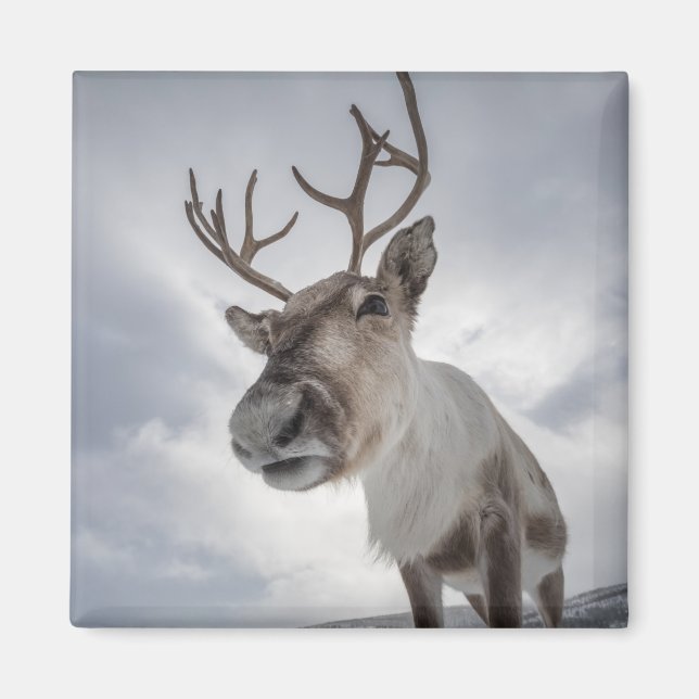 Rentier Foto Magnet (Vorne)