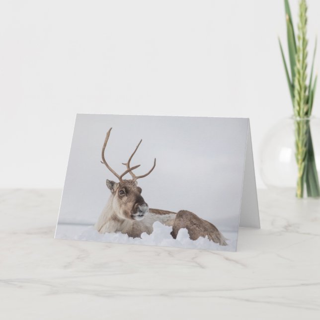 Rentier im Schnee-Foto Karte (Vorderseite)