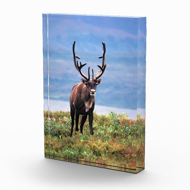 Rentier | Nationalpark Denali, Alaska Fotoblock (Rechts)