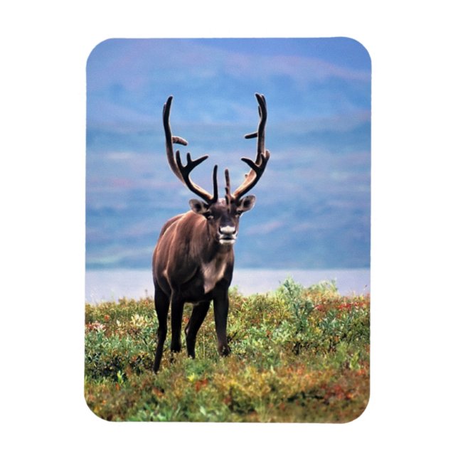 Rentier | Nationalpark Denali, Alaska Magnet (Vertikal)