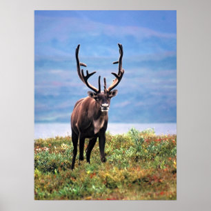 Rentier   Nationalpark Denali, Alaska Poster
