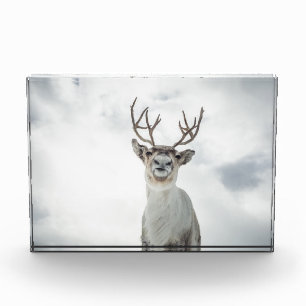 Rentier Nature Foto