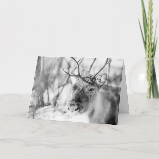 Rentier Nature Foto Karte (Vorderseite)