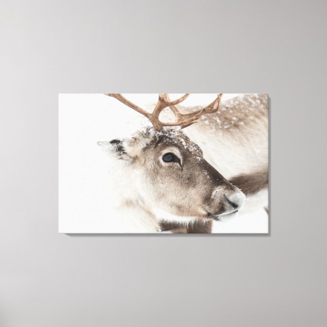 Rentier Nature Foto Leinwanddruck (Vorderseite)