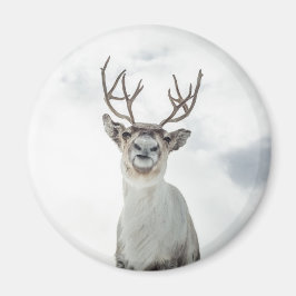 Rentier Nature Foto Magnet