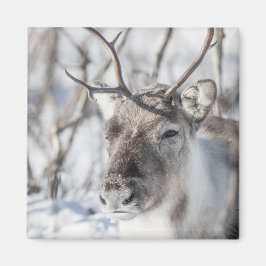 Rentier Nature Foto Magnet