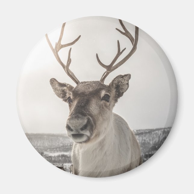 Rentier Nature Foto Magnet (Vorne)
