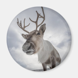 Rentier Nature Foto Magnet