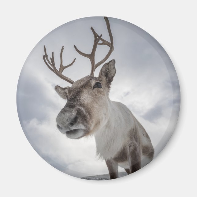 Rentier Nature Foto Magnet (Vorne)