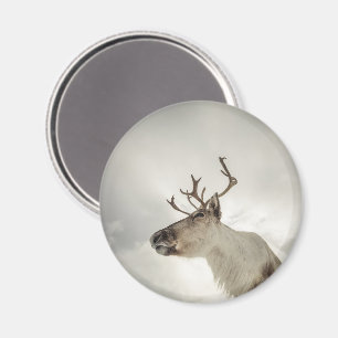 Rentier Nature Foto Magnet
