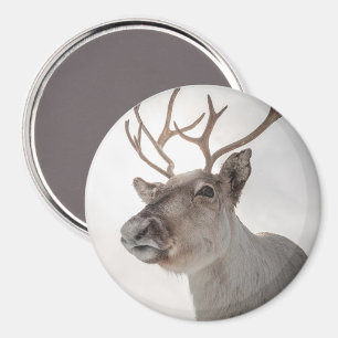 Rentier Nature Foto Magnet