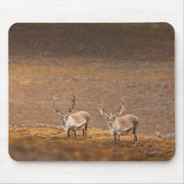 Rentier Nature Foto Mousepad