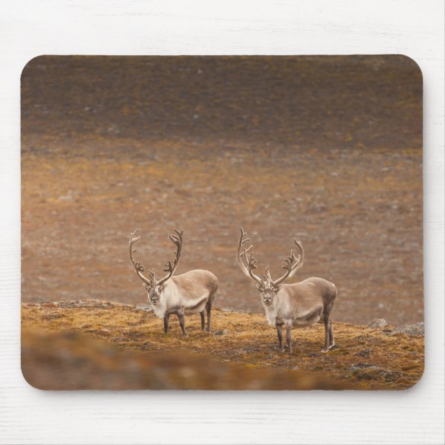 Rentier Nature Foto Mousepad (Vorne)