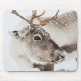 Rentier Nature Foto Mousepad