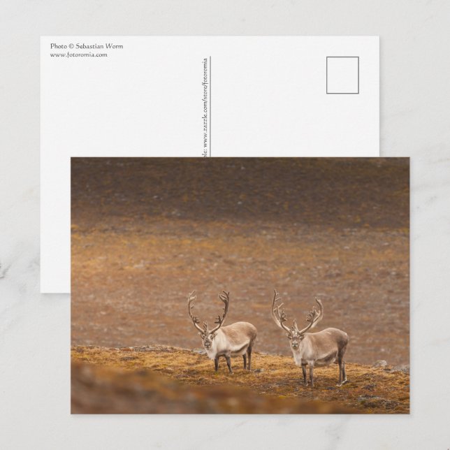 Rentier Nature Foto Postkarte (Vorne/Hinten)