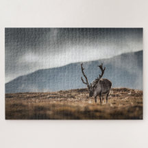 Rentier Nature Foto