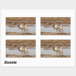 Rentier Nature Foto Rechteckiger Aufkleber