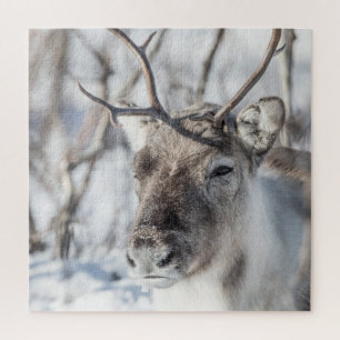 Rentier Naturfoto Puzzle