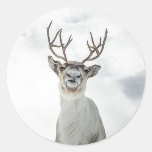 Rentier Naturfoto Runder Aufkleber