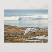 Rentiere in der landschaftlichen Arktis