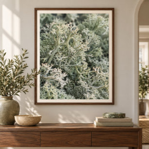 Rentiermoos Nahaufnahme Kunstprint Poster