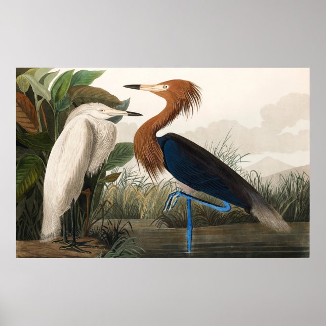 Reproduktion von Lila Heron, 1835 Plate CCLVI Poster (Vorne)