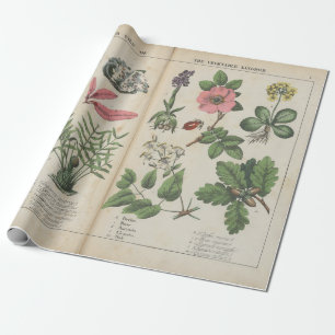 Reproduktion von vintage britischer botanischer Ku Geschenkpapier