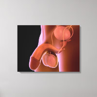 Reproduktionssystem beim Menschen 4